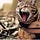 Sparta cat Substack