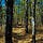 Red Pines