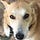 PhoenixDogLover’s Substack