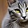 Talkingcat88