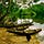 fOCUS Amazônia