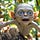 Goblins Under the Apple Tree