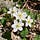 LIVING LANDSCAPES Letter