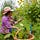 Medicinal Tree Woman