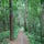 The Way through The Woods 