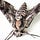 Insect Songs