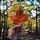 The Voyageur
