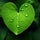 Heart Rest