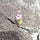 Flower beats rock
