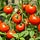 Beyond The Garden Basics with Farmer Fred