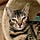 Bogart Woodsdale