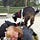 The Sue With the Goats