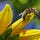 Honeybee’s Substack