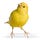 Canary In a Covid World