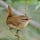 The Scry o the Vran (proclamation of the wren)