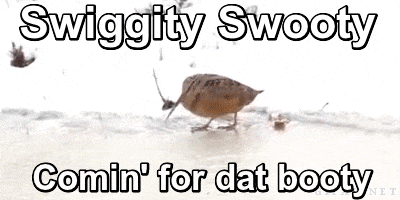 Swiggity GIFs - Get the best GIF on GIPHY Swiggity GIFs - Get the best GIF on GIPHY