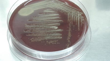 Gemella morbillorum colonies on blood agar