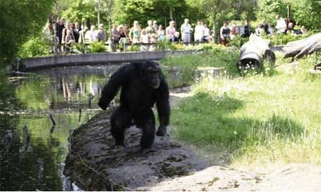 angry chimp with stone in hand