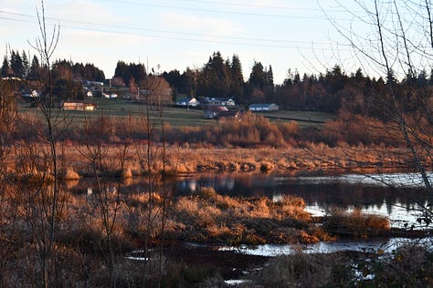 Pictures from winter walks at the Ebey Slough, Snohomish, WA