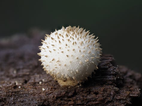 Lycoperdon sp. / puffballs