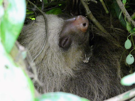 5 images of mammals from Costa Rica