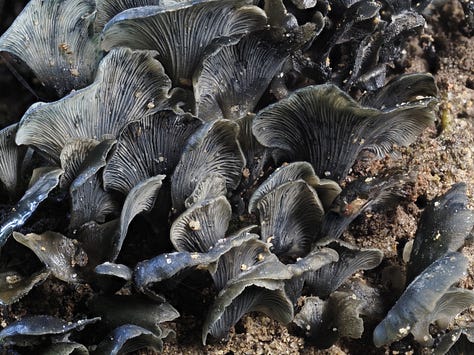 Unidentified dark blue mushrooms growing from tree stump