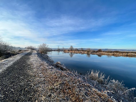 Pictures from winter walks at the Ebey Slough, Snohomish, WA