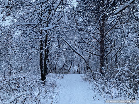 Photos of snow-covered trees along a trail that include a small metal bridge. Ande the black lab is on the path in two of the photos.