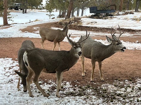 Images of deer eating alfalfa in the snow