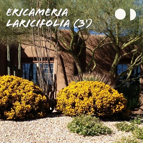 Southwest native plants for a Japanese dry river garden