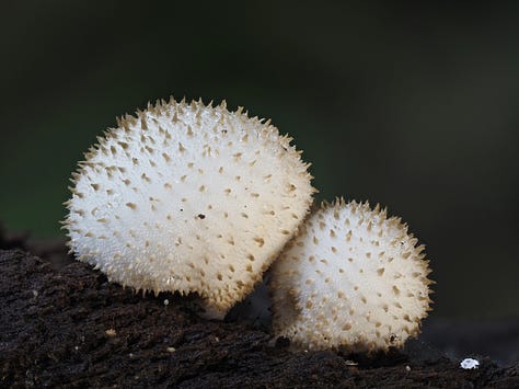 Lycoperdon sp. / puffballs