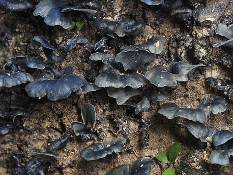 Unidentified dark blue mushrooms growing from tree stump