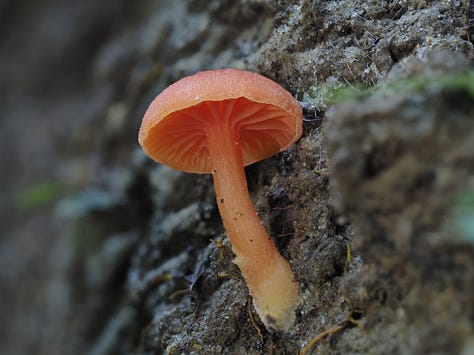 Various Hygrocybe sp. / waxcaps