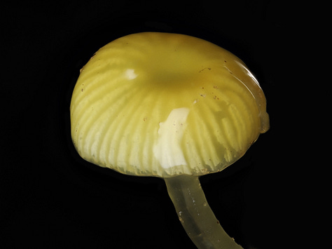 Yellow Gliophorus sp. with insect chilling on a gill