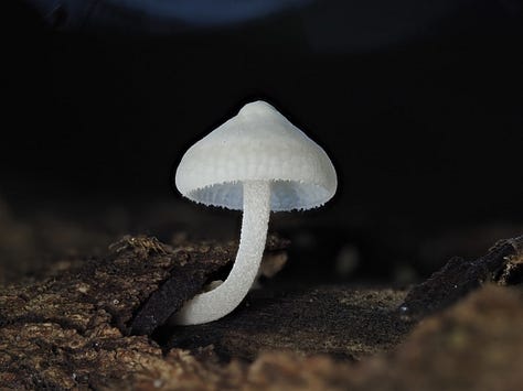 From left to right: Favolaschia manipularis, orange mycelium, Mycena roseilignicola, Aleuria aurantia (orange peel fungus), Bisporella sp., bisected Trichaleurina javanica, and Boletinellus sp.