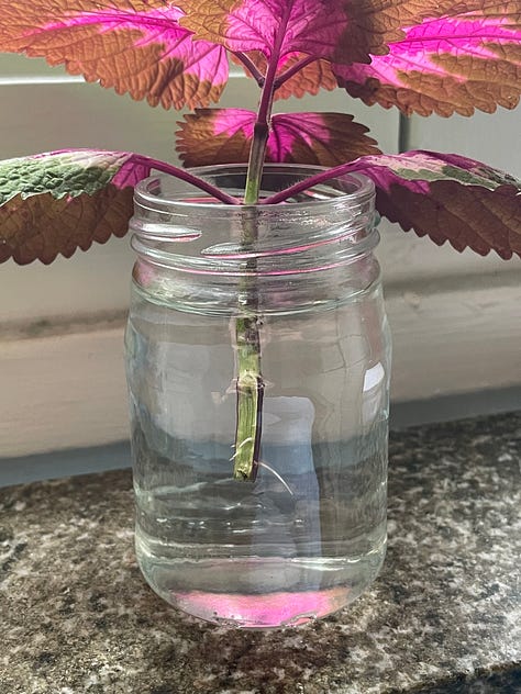 Close-up images of plants growing new leaves, buds, and roots.