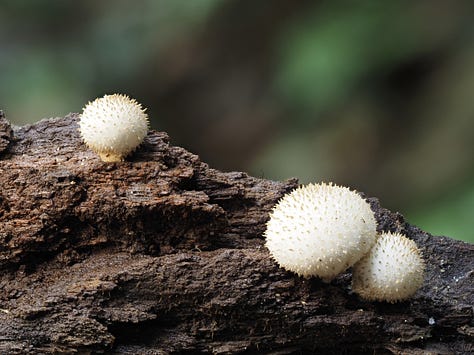 Lycoperdon sp. / puffballs