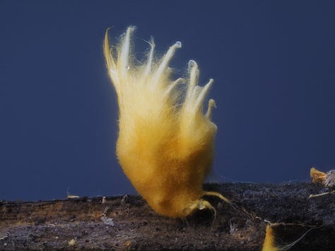 From left to right: Favolaschia manipularis, orange mycelium, Mycena roseilignicola, Aleuria aurantia (orange peel fungus), Bisporella sp., bisected Trichaleurina javanica, and Boletinellus sp.