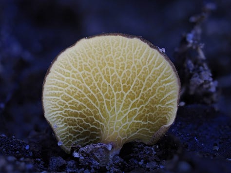 From left to right: Favolaschia manipularis, orange mycelium, Mycena roseilignicola, Aleuria aurantia (orange peel fungus), Bisporella sp., bisected Trichaleurina javanica, and Boletinellus sp.