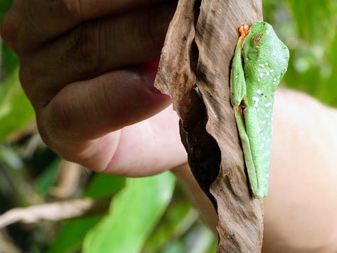 3 images of a fer-de-lance snake, green lizard and red-eyed tree frog.