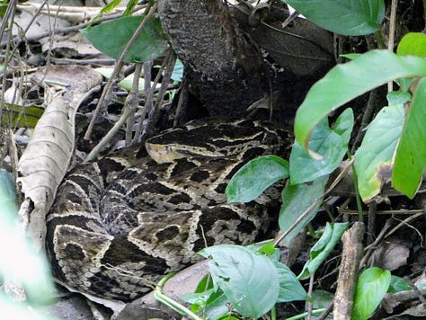 3 images of a fer-de-lance snake, green lizard and red-eyed tree frog.