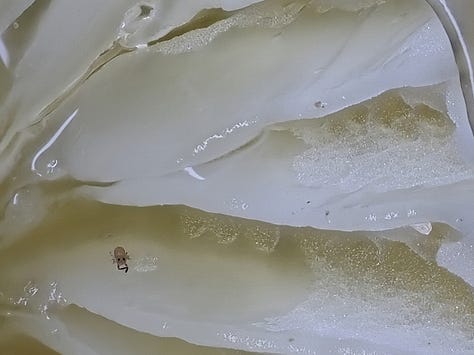 Yellow Gliophorus sp. with insect chilling on a gill