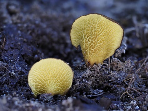 From left to right: Favolaschia manipularis, orange mycelium, Mycena roseilignicola, Aleuria aurantia (orange peel fungus), Bisporella sp., bisected Trichaleurina javanica, and Boletinellus sp.