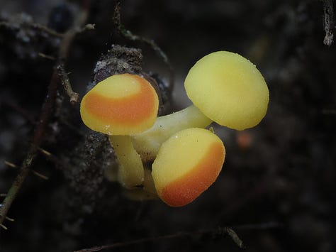 Various Hygrocybe sp. / waxcaps