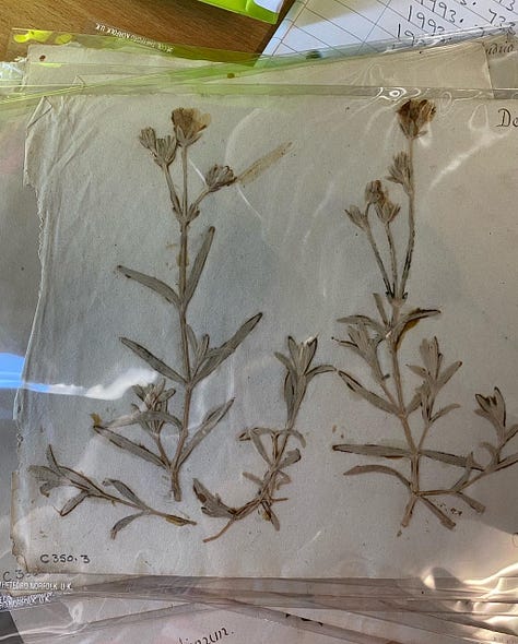 The images show a selection of dried flowers arranged on plain white paper under clear cellophane covering.