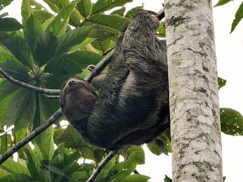 5 images of mammals from Costa Rica