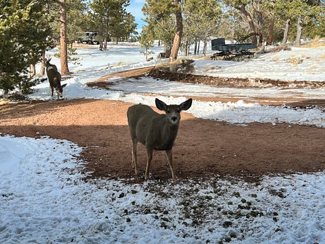 Images of deer eating alfalfa in the snow