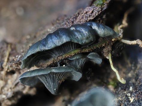 Unidentified dark blue mushrooms growing from tree stump