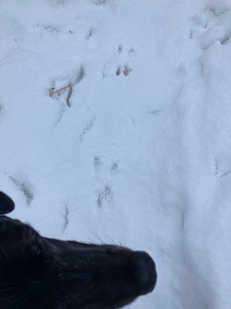 The nose of Ande the black lab looms over a couple of squirrel tracks in fresh snow