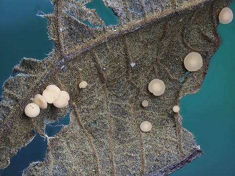 From left to right: Favolaschia manipularis, orange mycelium, Mycena roseilignicola, Aleuria aurantia (orange peel fungus), Bisporella sp., bisected Trichaleurina javanica, and Boletinellus sp.